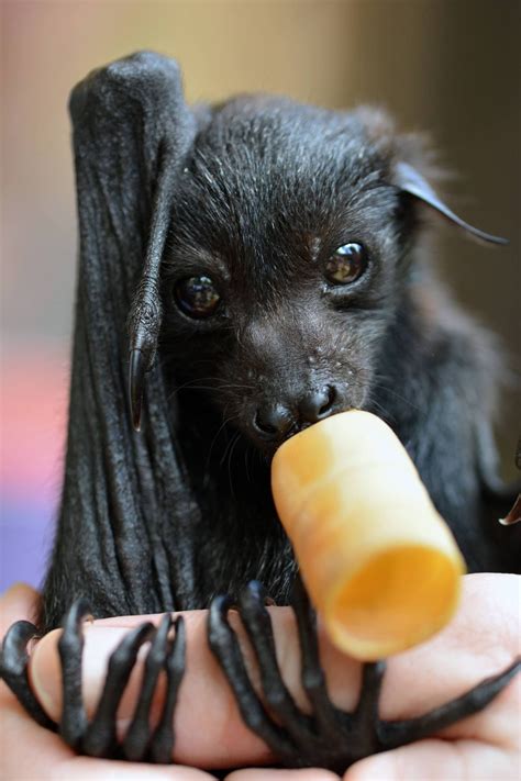 I Think Bat Feet Are So Cute Cute Animals Baby Bats Baby Animals