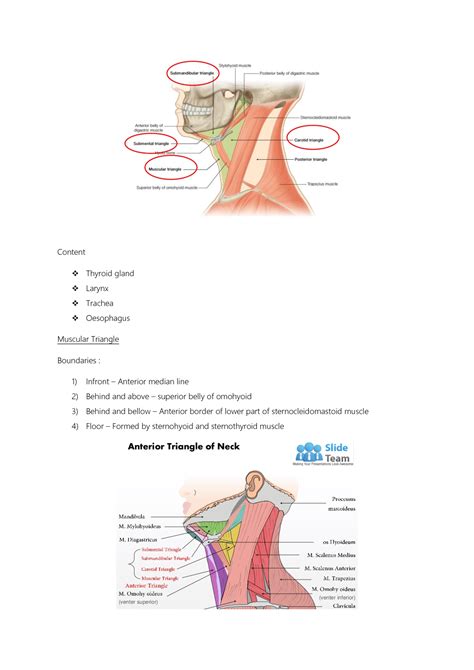 Solution Anatomy Anterior Triangle Submandibular Region Studypool