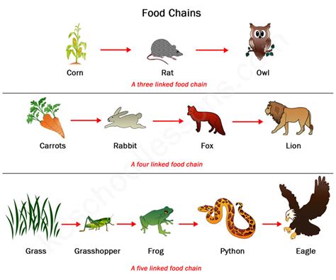 Food Chains And Food Webs Examples Of Food Chains And Food Webs