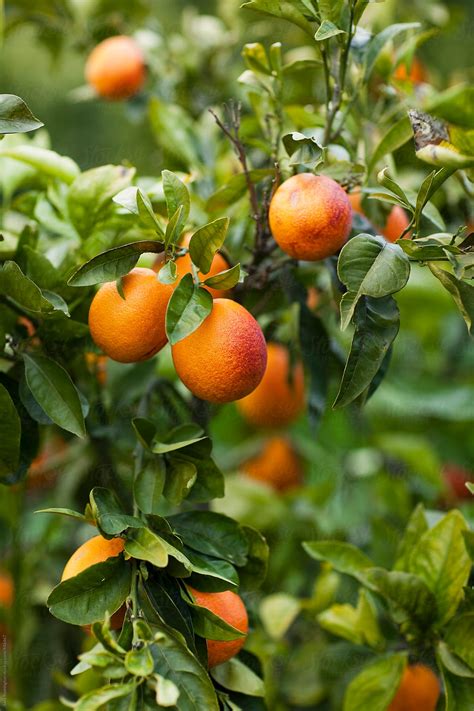 Citrus Growing On Trees By Stocksy Contributor Sara Remington Stocksy