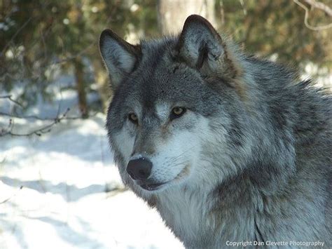Gray Wolf Timberwolf Winter Wildlife Nature Photo Photography