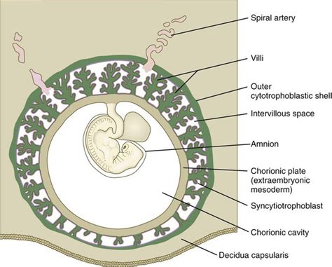 Placenta And Extraembryonic Membranes Basicmedical Key