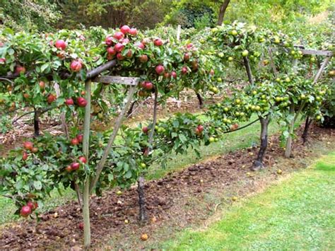 all about gardening and nature the fruit garden growing fruit and fruit trees