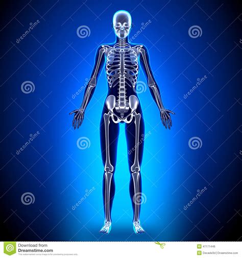 Female Full Skeleton - Anatomy Bones Stock Illustration - Illustration ...