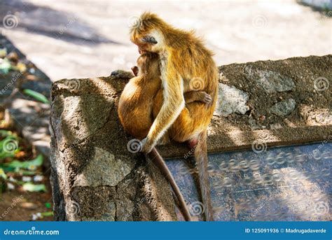 Two Monkeys Hugging Each Other In Sri Lanka Stock Photo Image Of