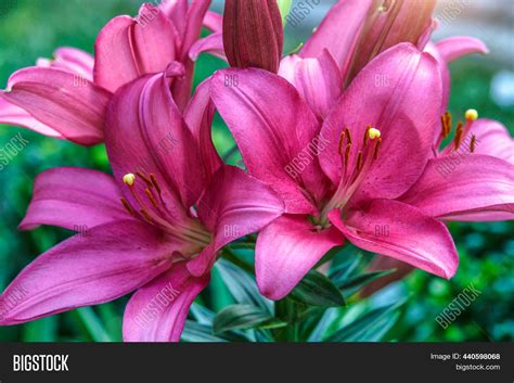 Pink Lily Flower Image And Photo Free Trial Bigstock