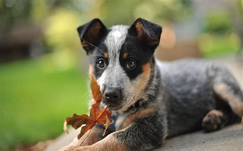 Australian Cattle Dog Puppies Behavior And Characteristics In Different