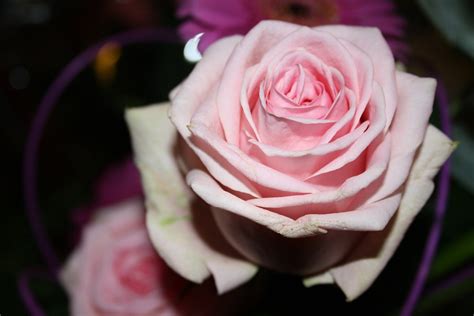 Kostenloses Foto Rose Blumenstrauß Blumen Kostenloses Bild Auf