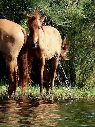 Birding Without Barriers Conservationists View Of Salt River Wild Horses