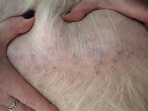 Related Post From Info About Some Shih Tzu Skin Problems
