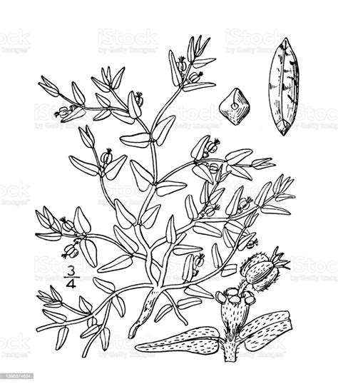Stock Ilustrace Ilustrace Rostlin Starožitné Botaniky Euphorbia Lata Hoary Spurge Stáhnout