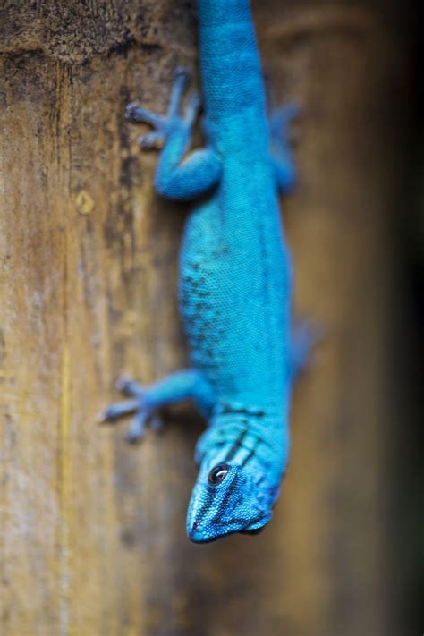 Turquoise Dwarf Gecko Gecko Reptiles Pet Animals