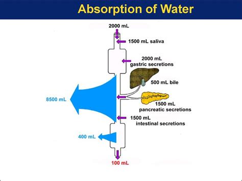 Physiology of digestion and absorption - презентация онлайн