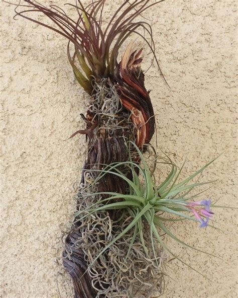 Airplant Arrangement Done With Dried Roots Cluster Found In River Bed