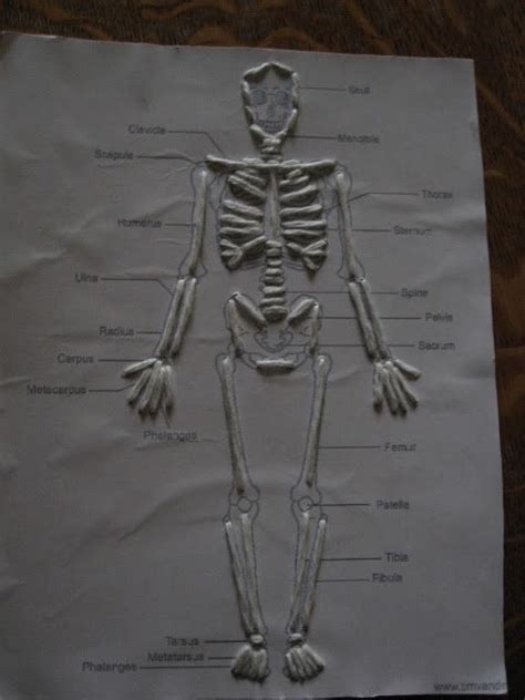 The first human body diagram shows all of our basic body parts on the surface of our bodies: Skeletal System Sewing Cards | Skeletal system activities, Skeletal system project, Human body ...