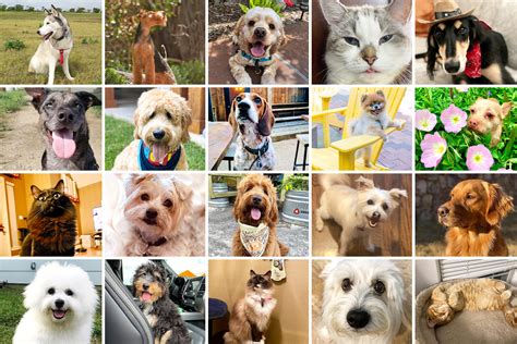 Meet The Top 20 Competitors In Our Cutest Pets In Dallas Contest D