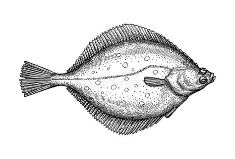 How To Draw Flounder