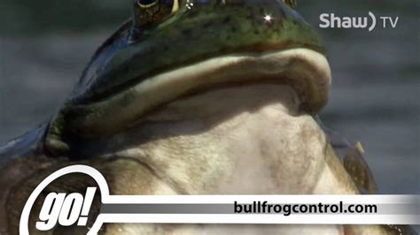 American Bullfrog Youtube
