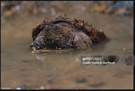 Alligator Snapping Turtle In Muddy Water High Res Stock Photo Getty