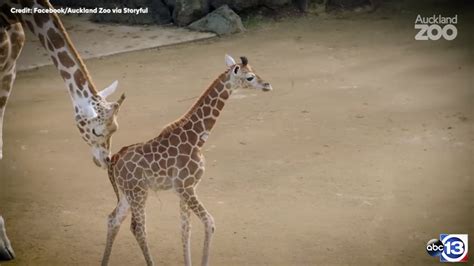 Surviving Baby Twin Giraffe Takes First Steps Abc13 Houston