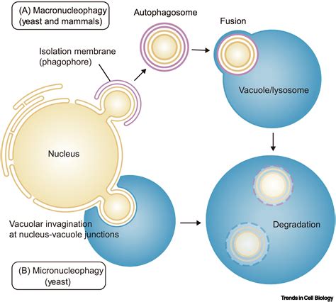 Degradation Of Nuclear Components Via Different Autophagy Pathways Trends In Cell Biology