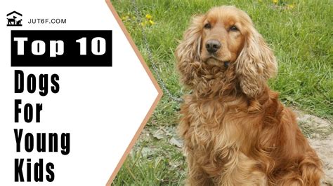 Best Dogs For Kids Top 10 Dog Breeds Suitable For Young