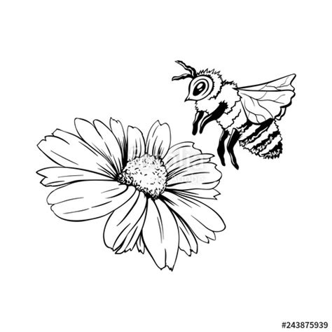 Bee On Flower Drawing Free Download On Clipartmag