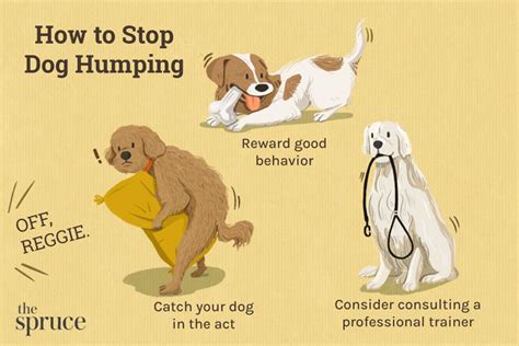 Why Dogs Hump And How To Stop It