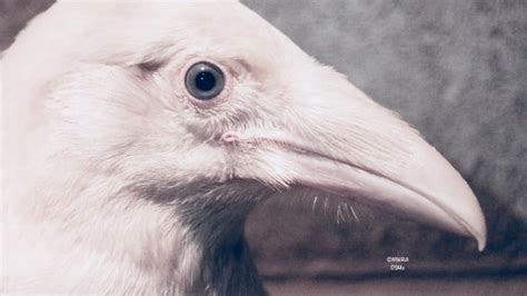 Rare Blue Eyed White Raven Fights For Survival In Vancouver Island