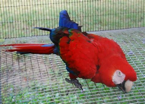Red Scarlet Macaw Mutation For Sale Buy Scarlet Macaw Mutation Online