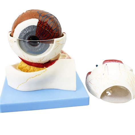 Buy Model Anatomy Model Human Eye Anatomical Model 5x D Anatomically