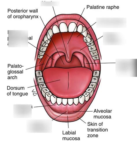 Oral Cavity Diagram Quizlet