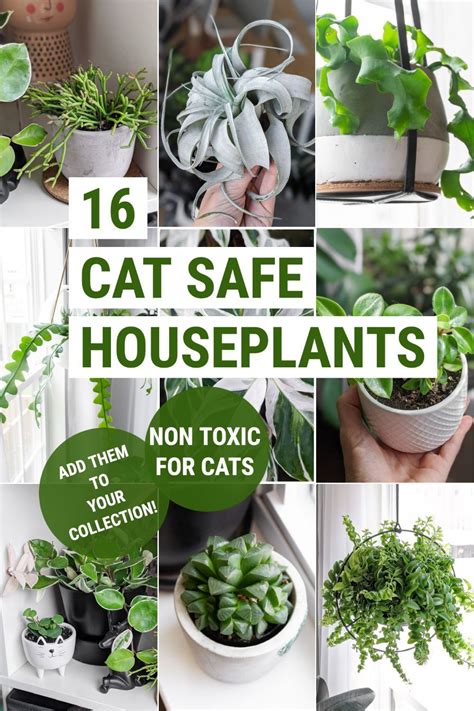 16 Non Toxic Plants For Cats To Add To Your Houseplant Collection Now