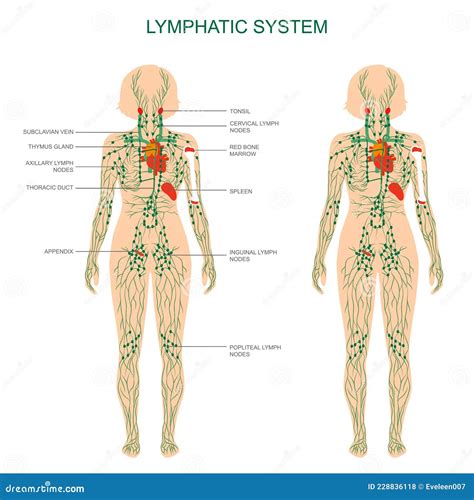 The Cervical Lymph Nodes Stock Illustration Cartoondealer