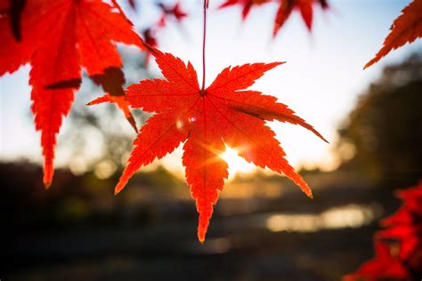 Red Maple Leaf In Selective Focus Photography Hd Wallpaper Wallpaper