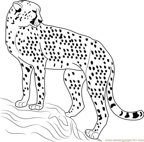 Cheetah Looking Back Coloring Page For Kids Free Cheetah Printable