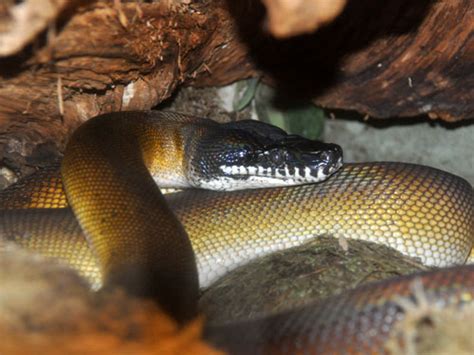 Bothrochilus Albertisii Dalberts Python In Zoos