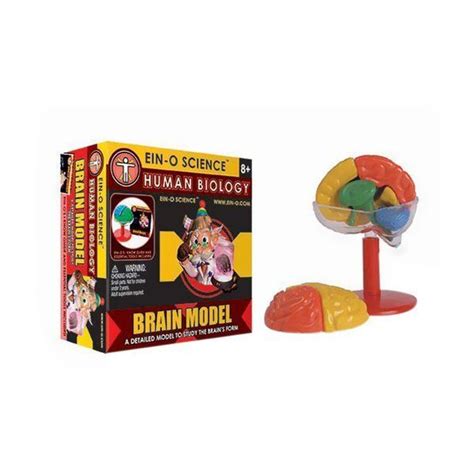 Ein Os Human Brain Box Kit Human Brain Brain Models Science Models
