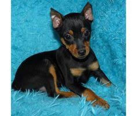 Two Cute Miniature Pinscher Puppies For Sale Offer