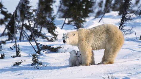 See Our Projects Polar Bears International