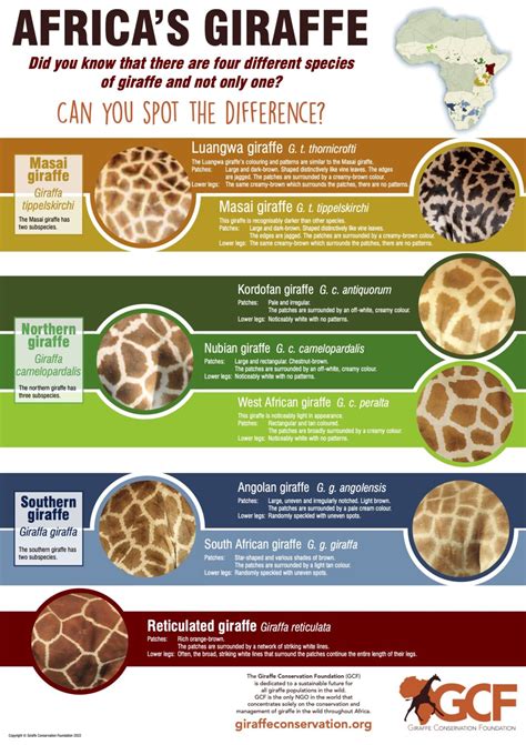 Poster Giraffe Coat Patterns Can You Spot The Difference Giraffe