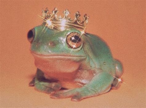 You can also upload and share your favorite aesthetic laptop wallpapers. king frog ! | Cute animals, Cute frogs, Animals