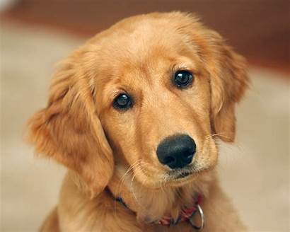Pet Retriever Golden Puppy Dogs Animals Dog