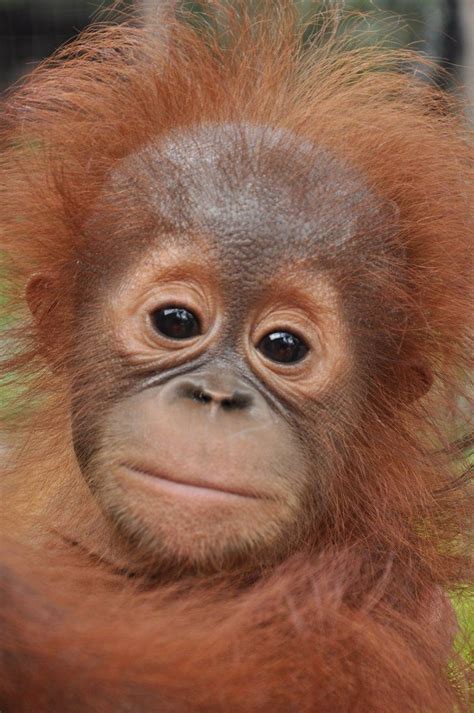 Orphaned Baby Orangutan By Bjorntoday With Images Baby