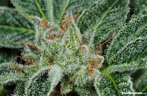 Medpodd.com merchandise is subject to terms and agreements for amazon and affiliates Cripy, la marihuana gourmet que te podría destruir el ...