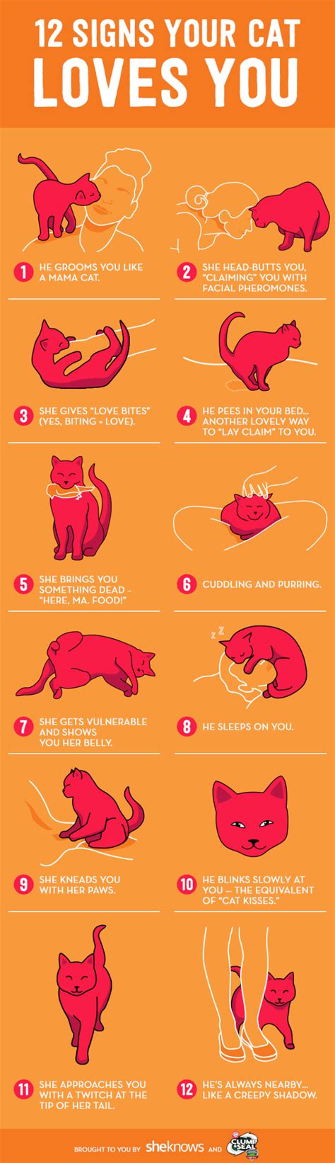 Surprising And Sometimes Creepy Signs Your Cat Doesn T Actually