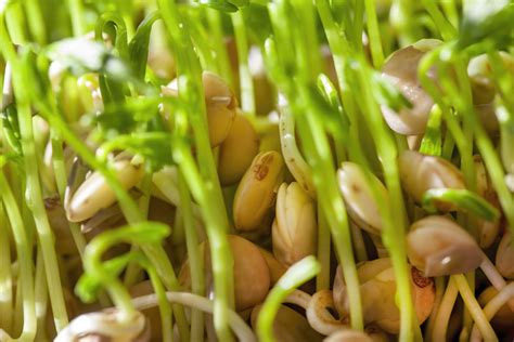 How To Grow And Care For Lentil Plants