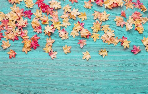 Wallpaper Autumn Leaves Background Tree Colorful Wood Background