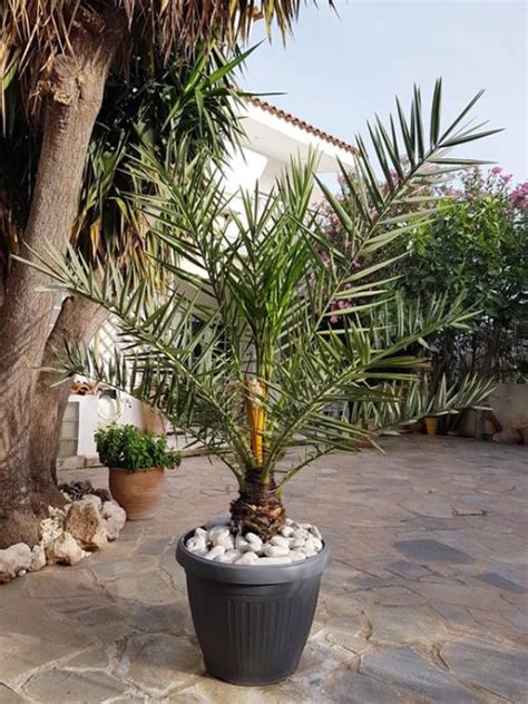 Its A Boy Growing Date Palms From Seeds Greeker Than