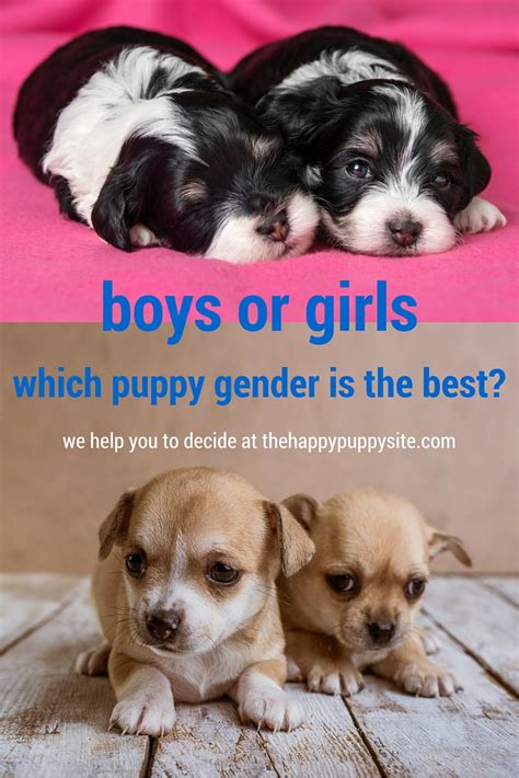 Male Vs Female Dogs Should I Choose A Boy Or Girl